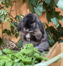 Tierschutz Foto Hase